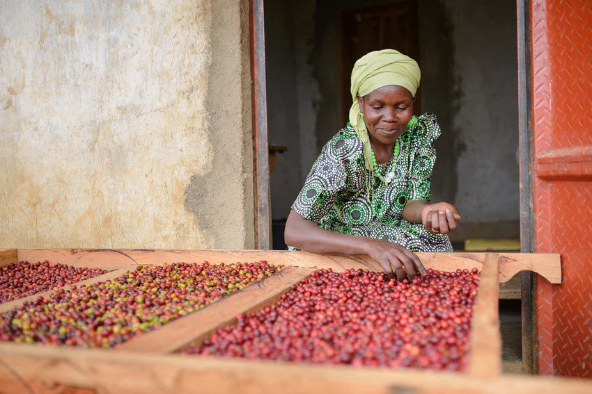 Uganda Micro-Farm Community Blend