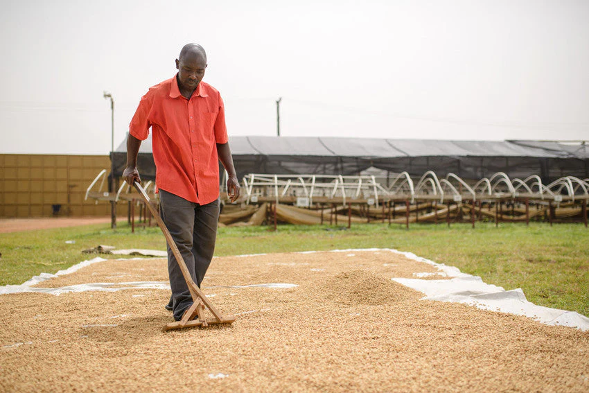 Uganda Micro-Farm Community Blend