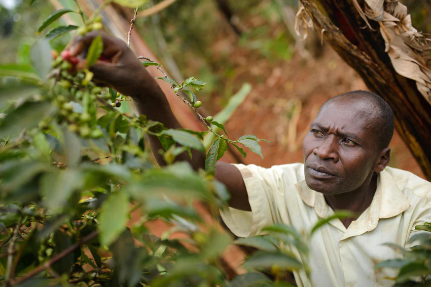 Uganda Micro-Farm Community Blend