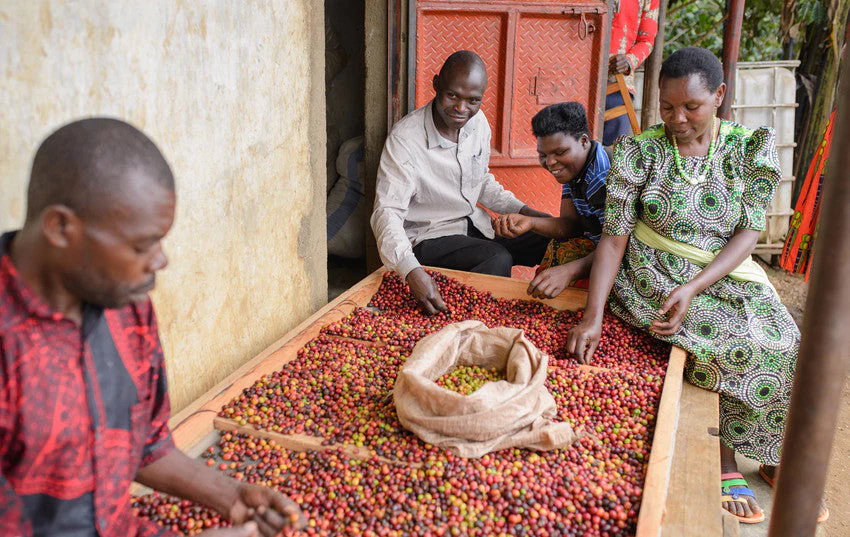 Uganda Micro-Farm Community Blend